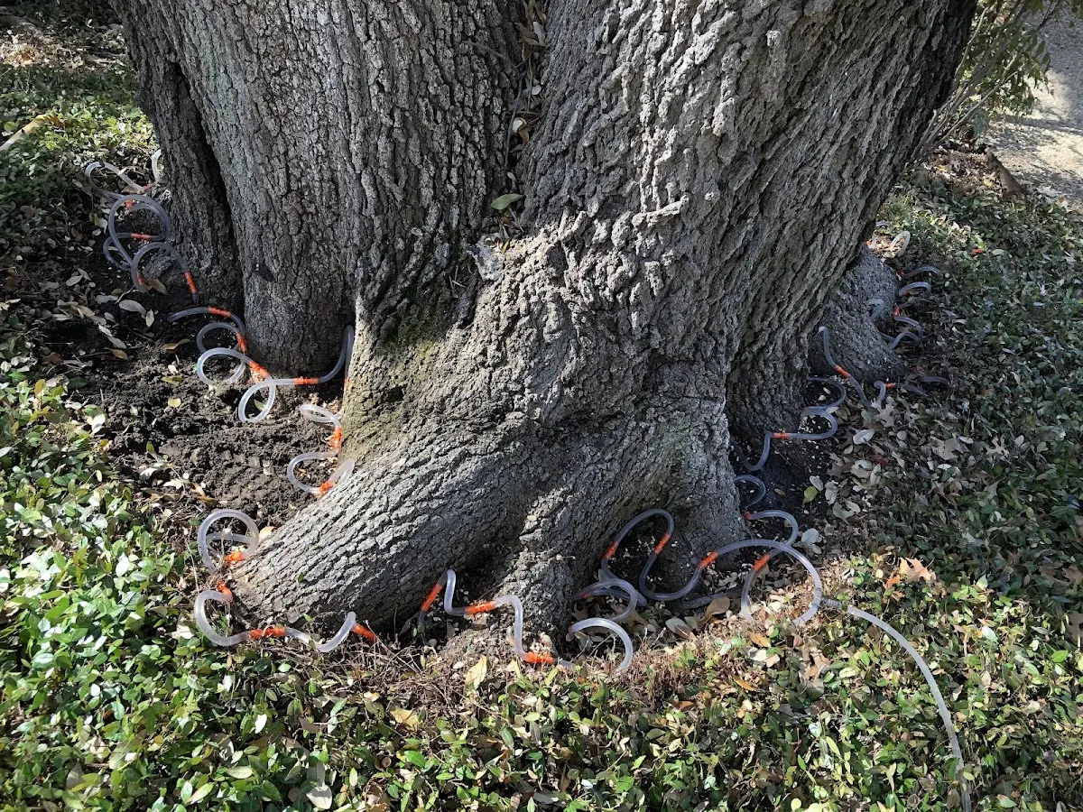 Detailed Tree Cabling and Bracing job site in Twentynine Palms