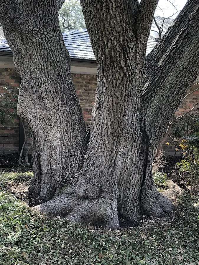 Mature heritage tree close to a Twentynine Palms property cared for by certified arborists