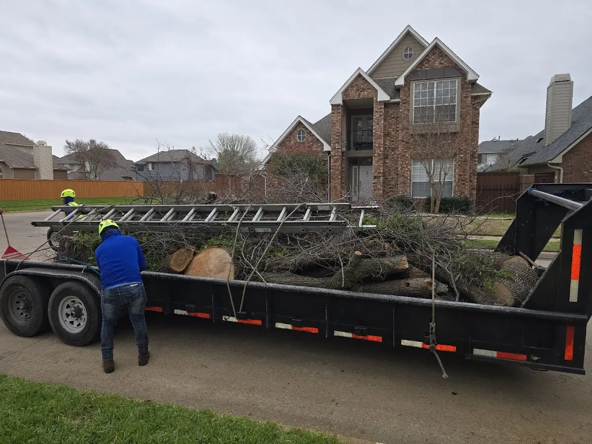 Expert Tree Fertilization with proper safety equipment in Twentynine Palms